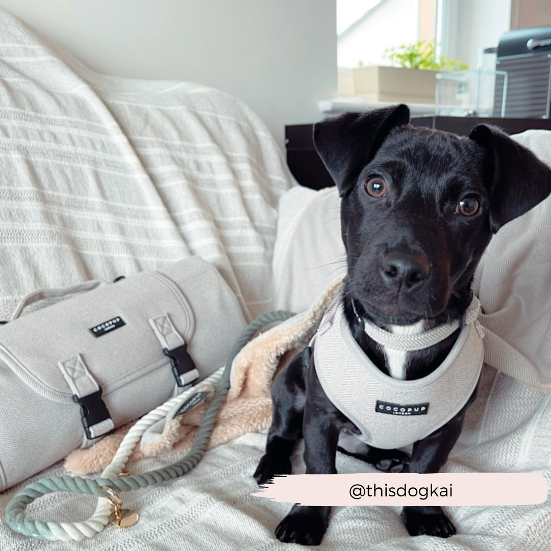 Adjustable Dog Harness product image 10