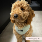 Adjustable Dog Harness product image 12