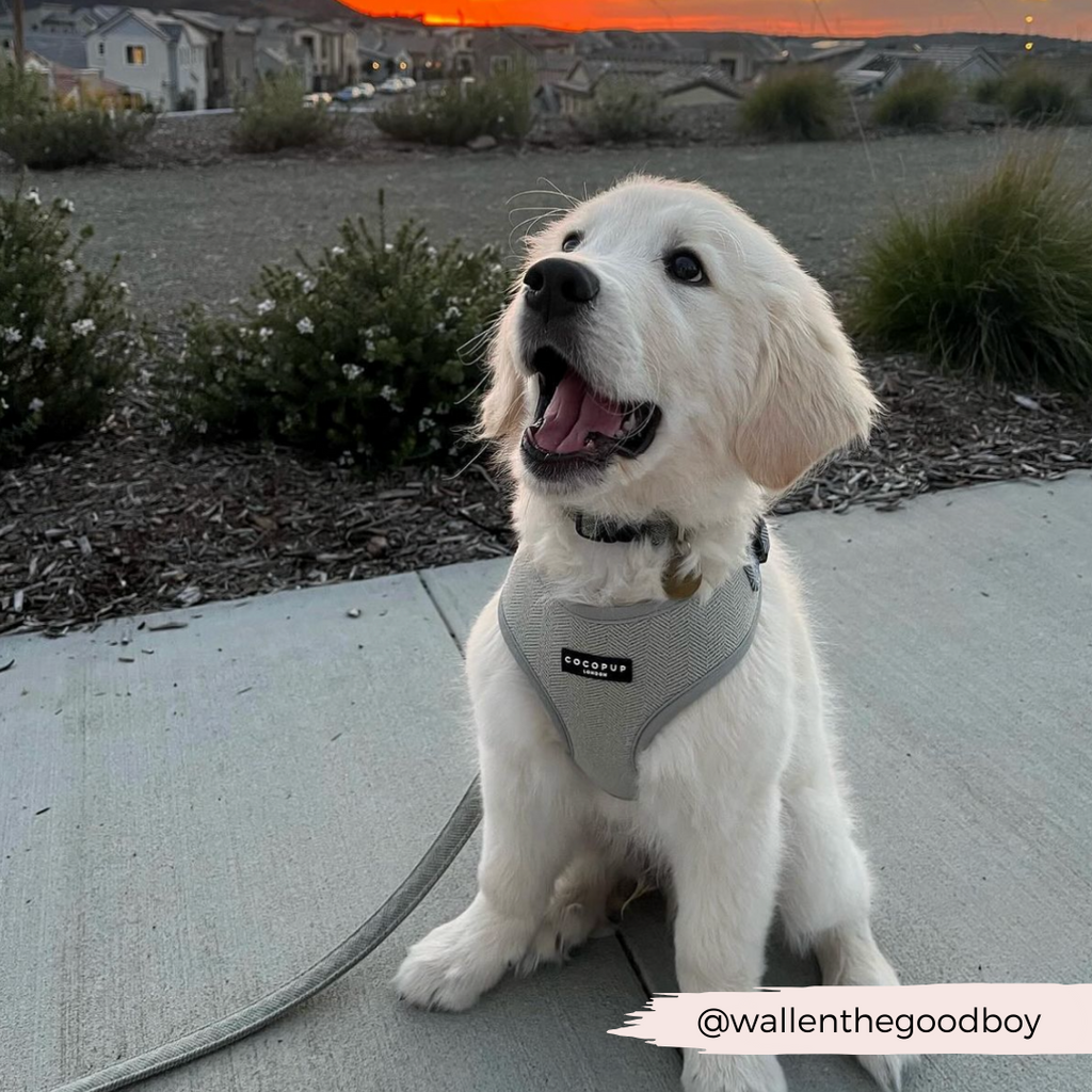 Adjustable Dog Harness product image 15