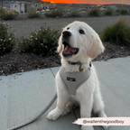 Adjustable Dog Harness product image 15