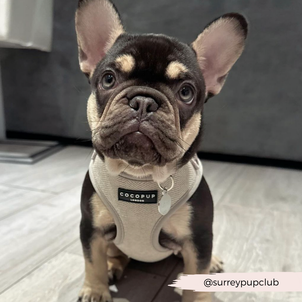 Adjustable Dog Harness product image 16