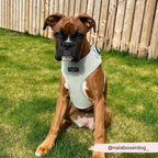 Adjustable Dog Harness product image 17