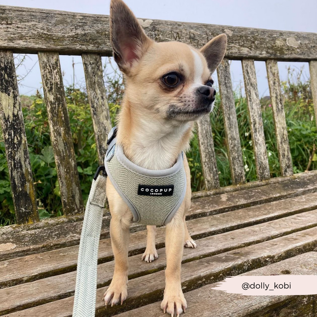 Adjustable Dog Harness product image 18