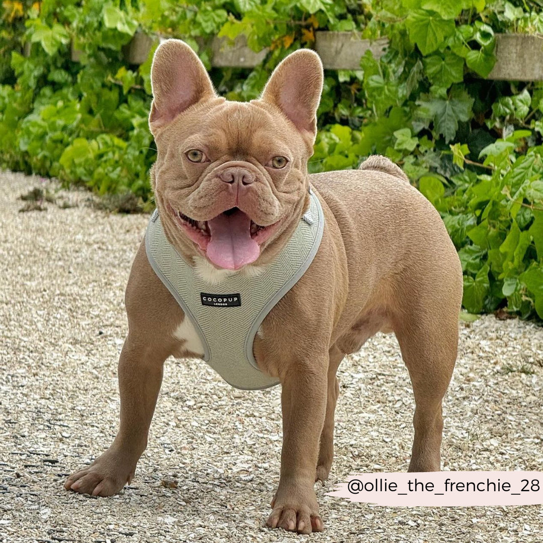 Adjustable Dog Harness product image 19