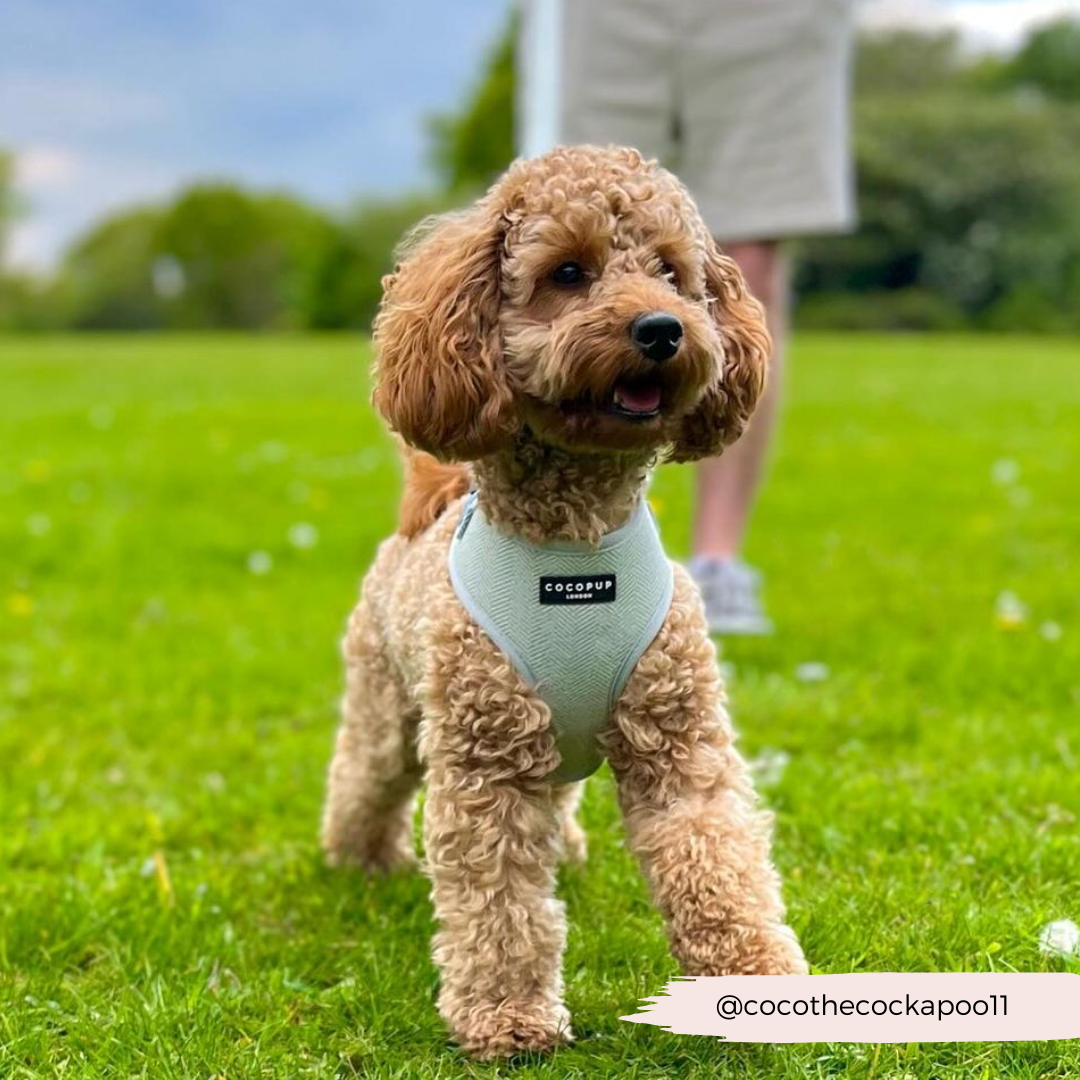 Adjustable Dog Harness product image 20