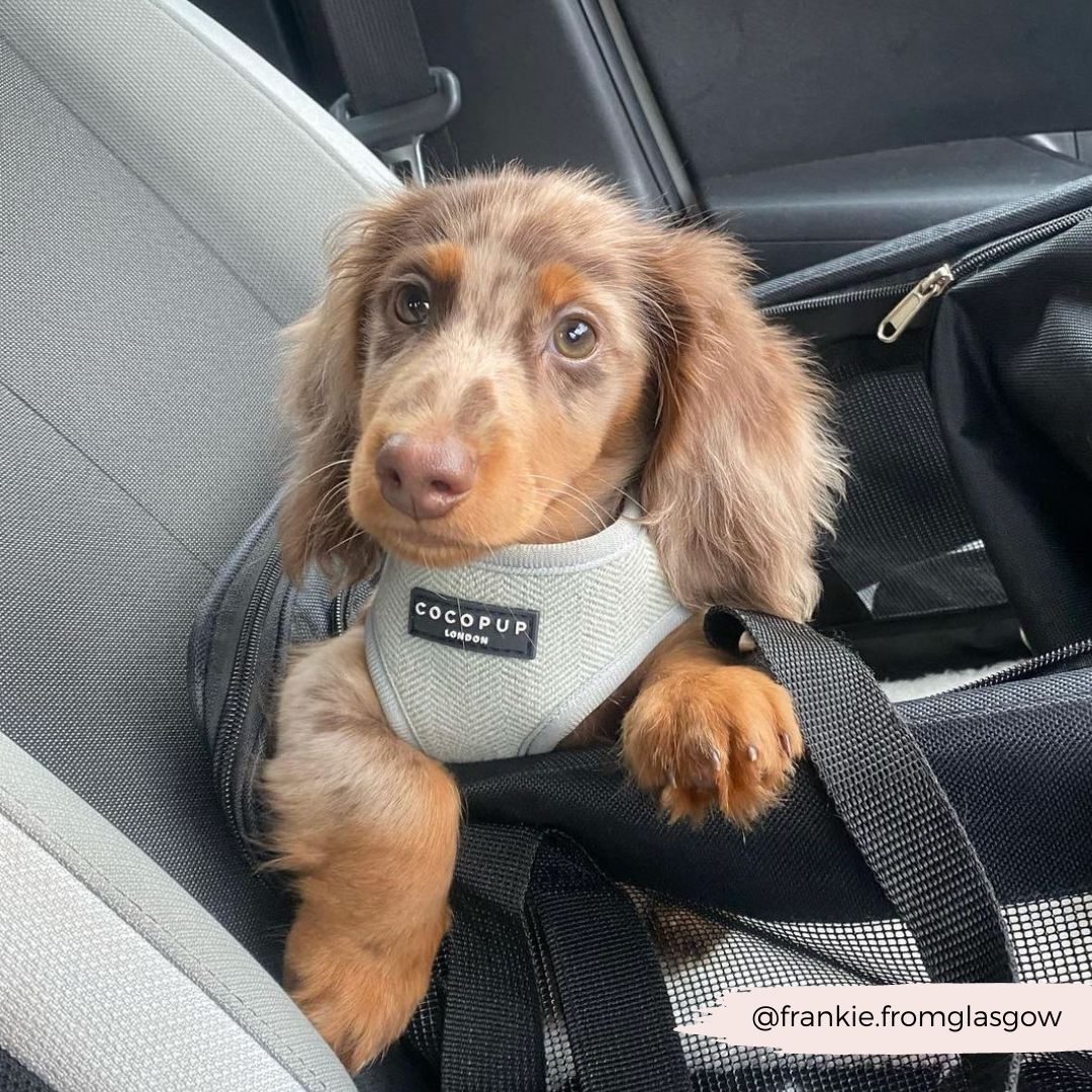 Adjustable Dog Harness product image 21