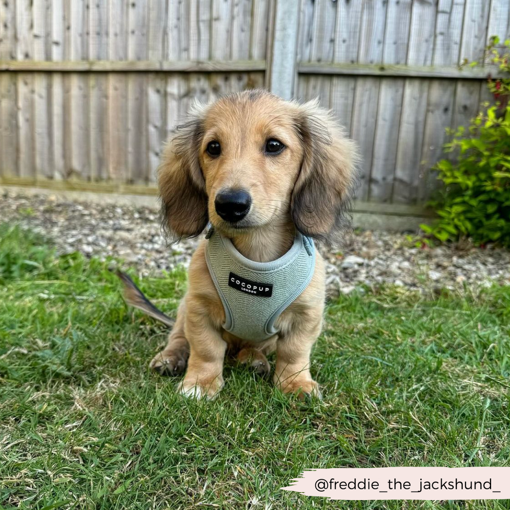 Adjustable Dog Harness product image 22