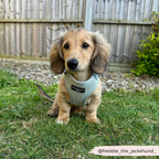 Adjustable Dog Harness product image 22