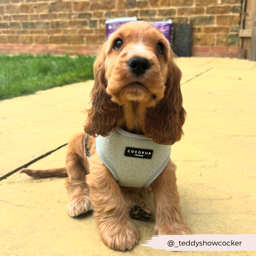 Adjustable Dog Harness product image 23