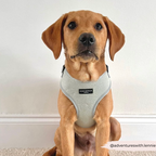 Adjustable Dog Harness product image 24