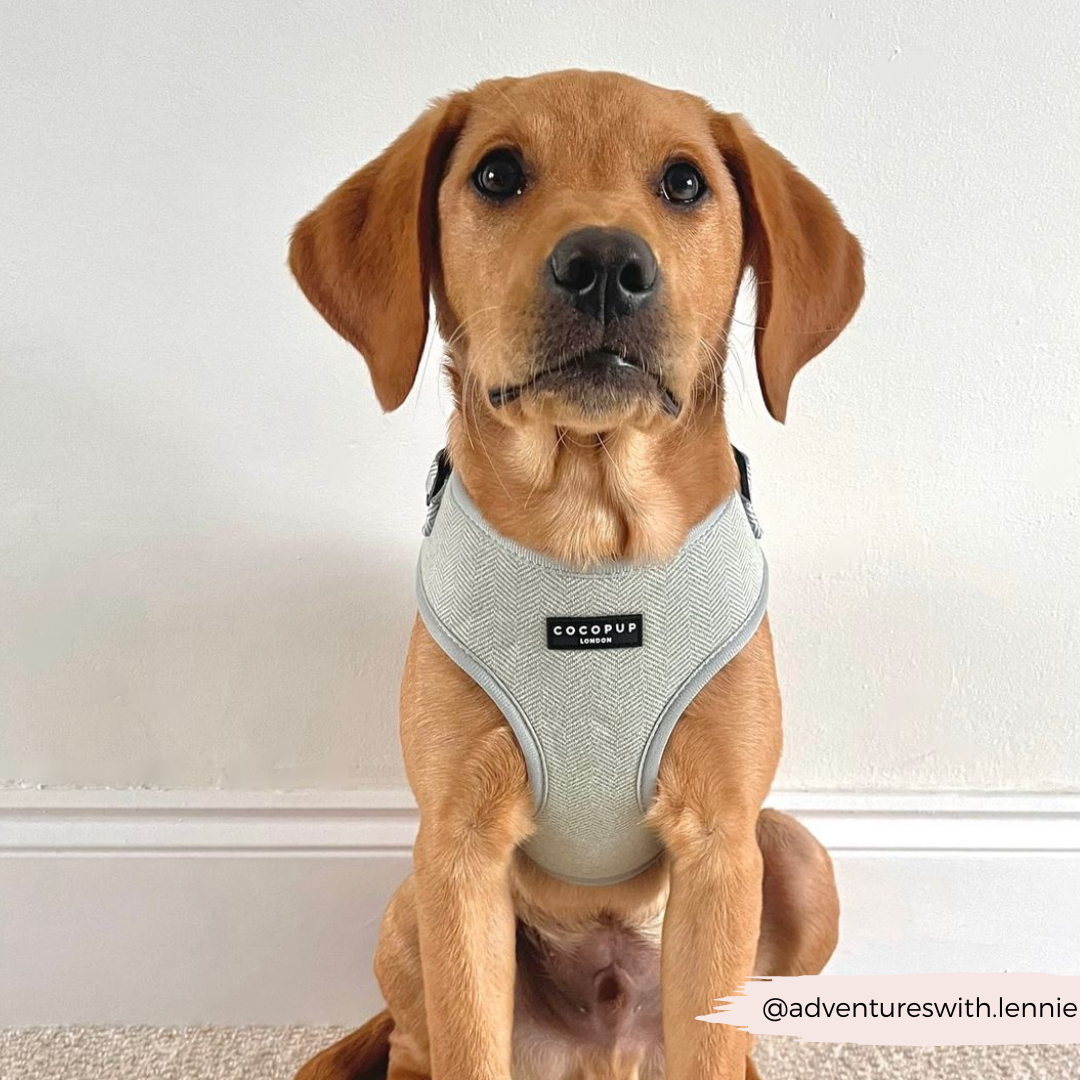 Adjustable Dog Harness product image 24