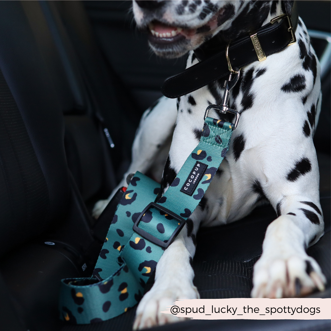 Dog Seat Belt Restraint product image 4