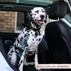 Dog Seat Belt Restraint product image 5
