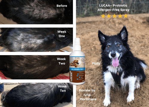 Pet Skin Spray product image 4