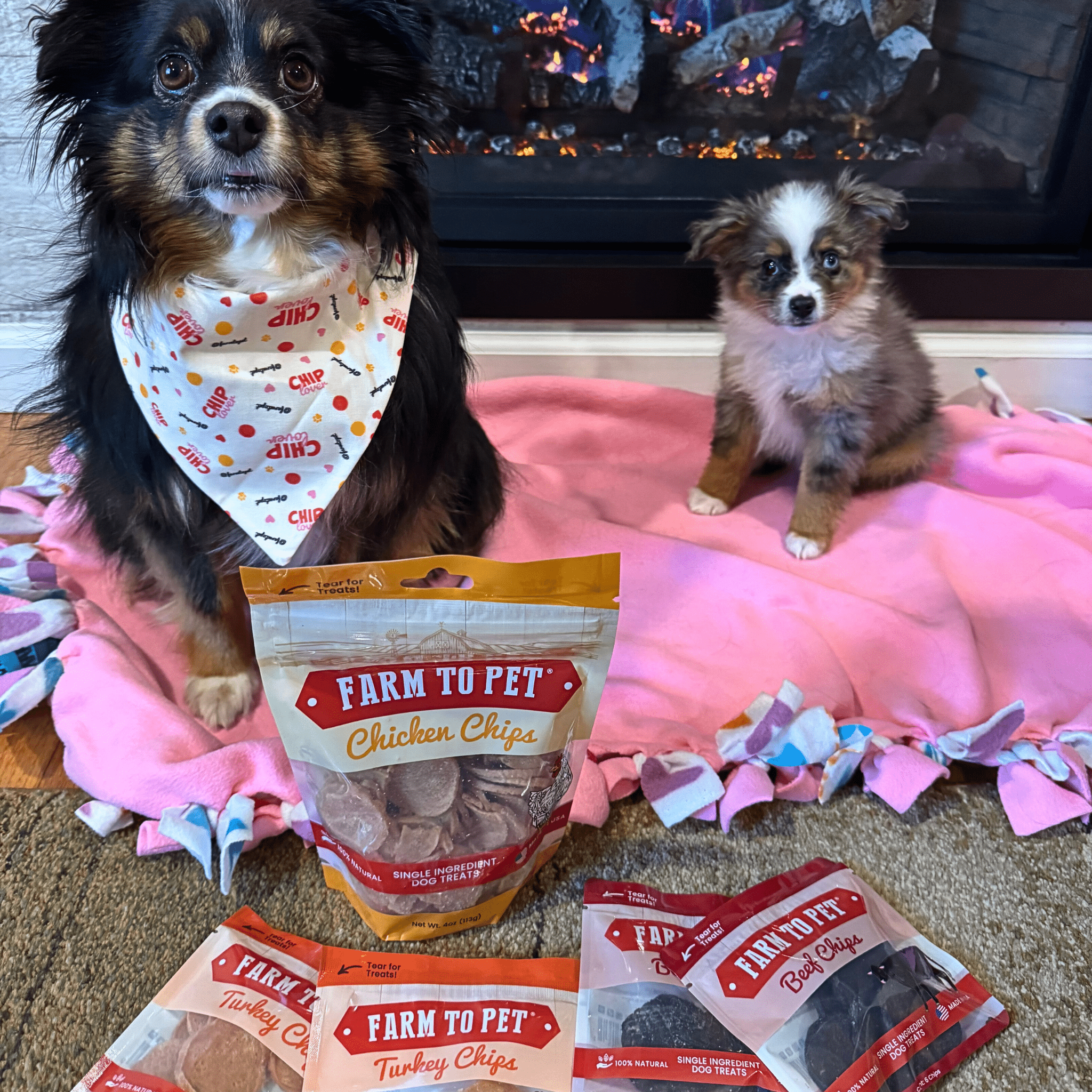 An Aussie dog (wearing a Farm to Pet bandana) and puppy sitting on a pink blanket with packages of Farm to Pet dog treats.