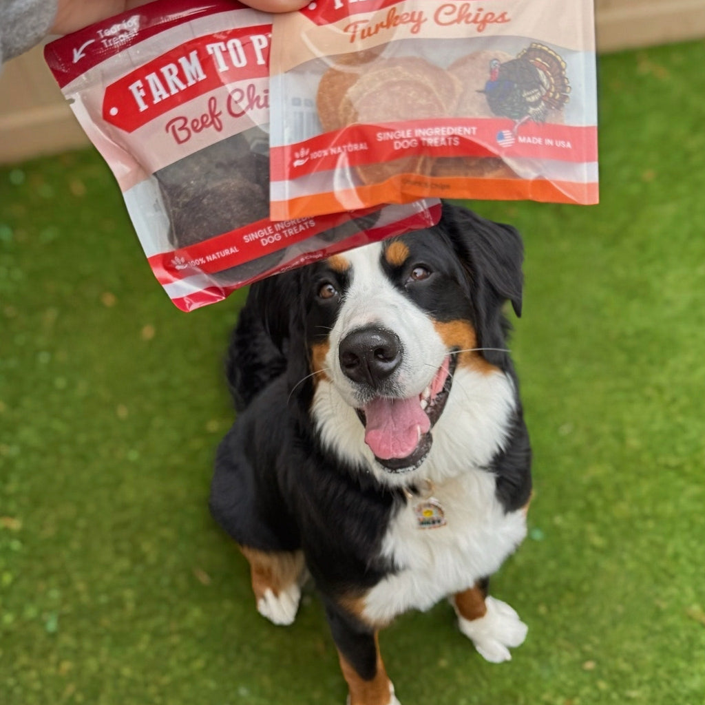 A dog staring at Farm to Pet dog treats above its head on a grassy background.