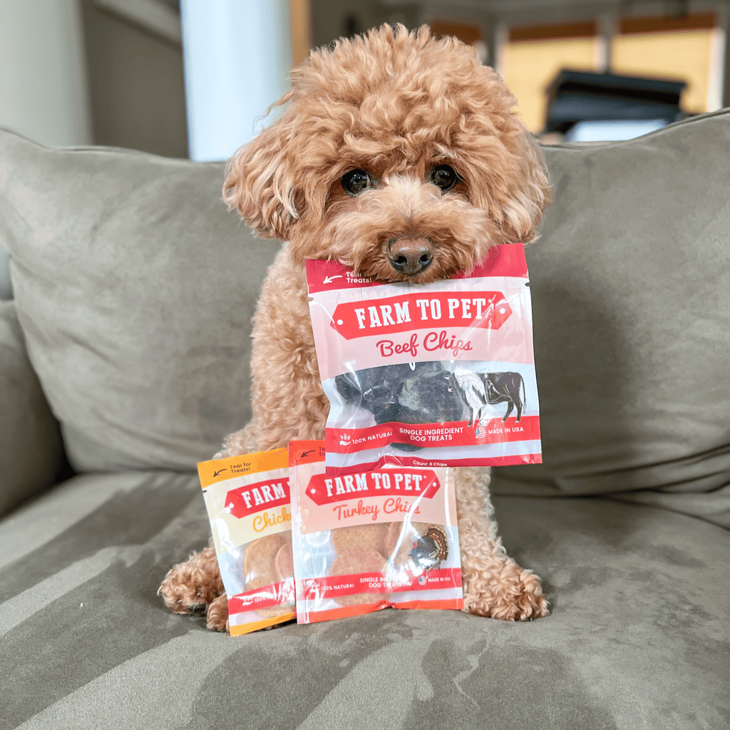 A brown dog holding a package of Farm to Pet dog treats sitting on a couch.