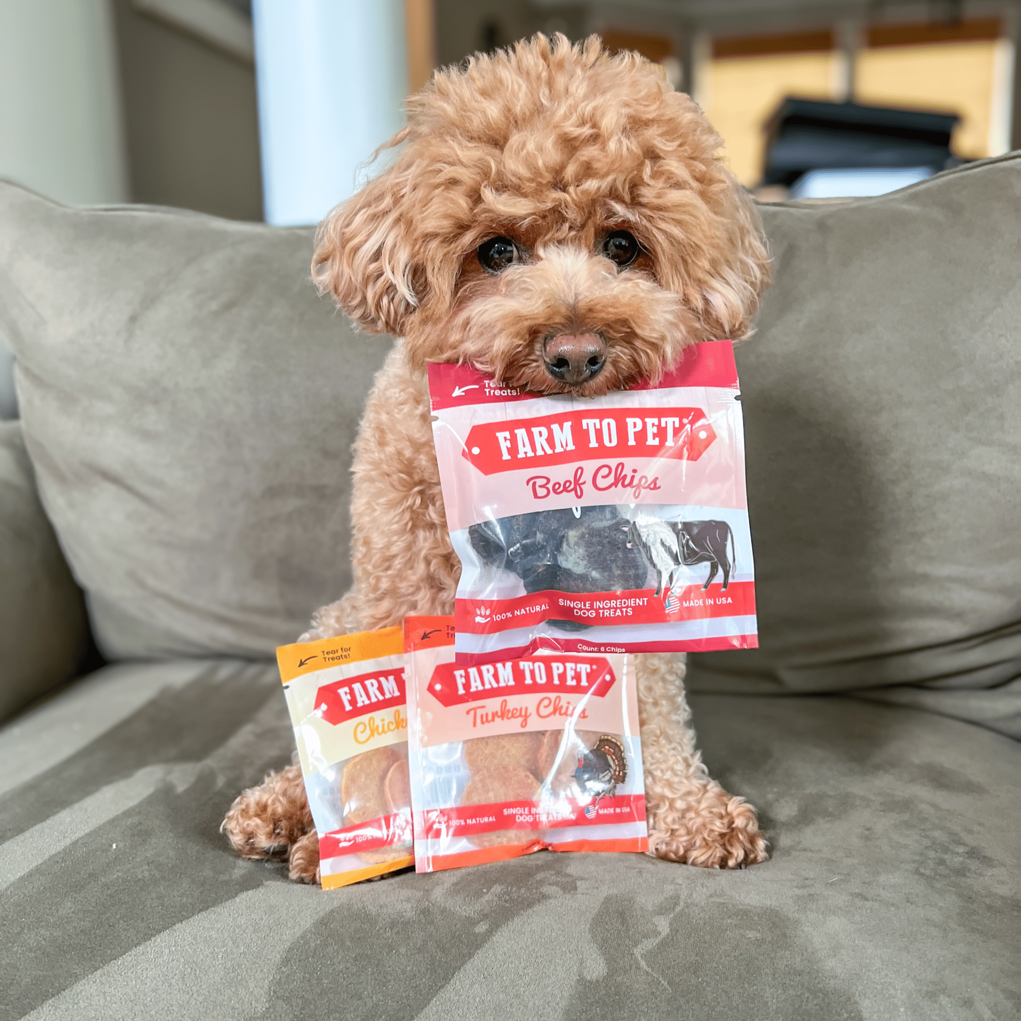 A brown dog holding a package of Farm to Pet dog treats sitting on a couch.