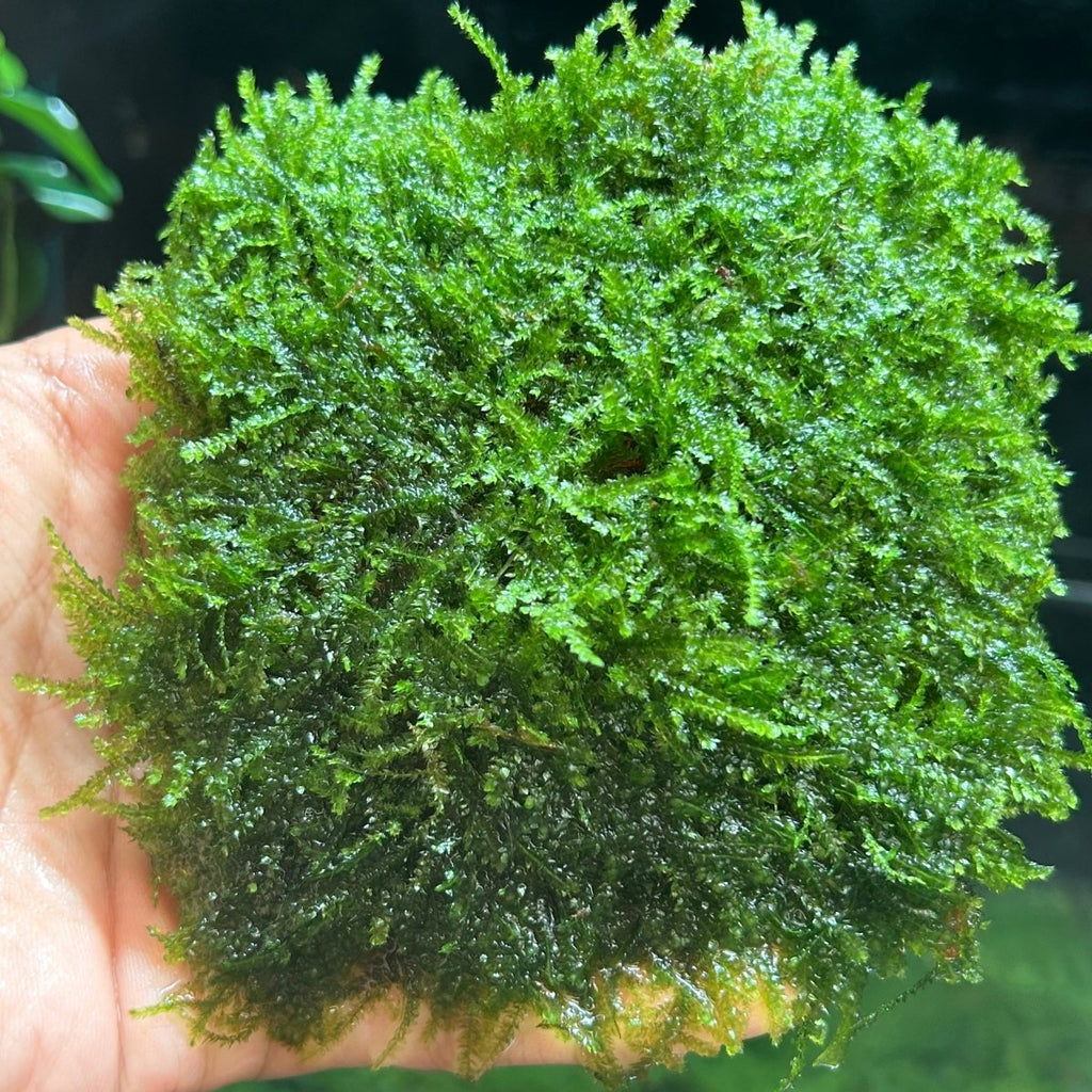 Aquatic Moss product image 1