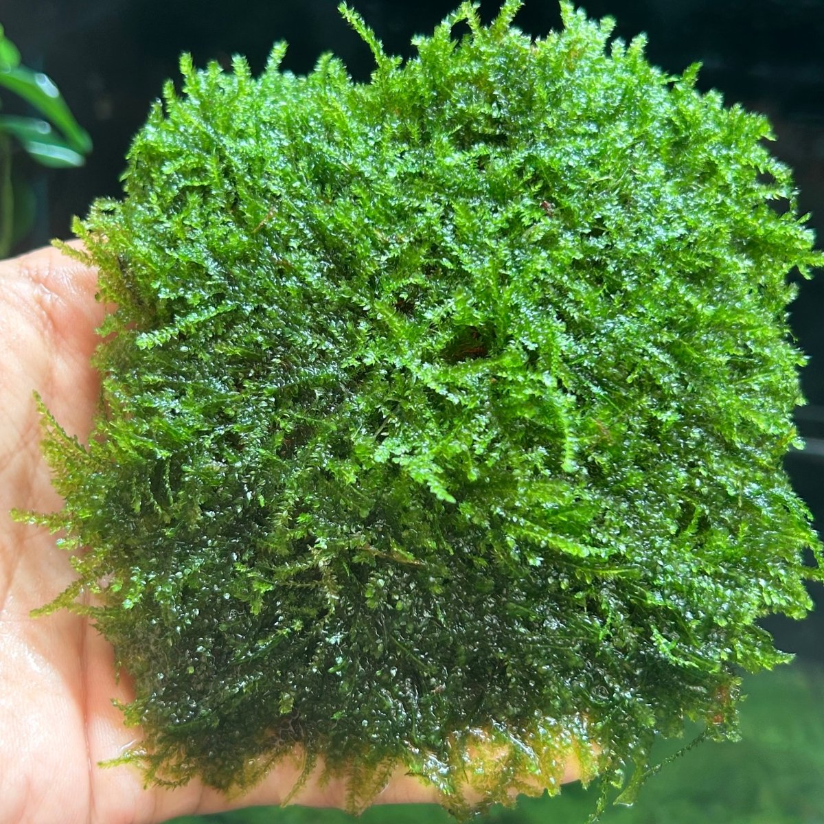 Aquatic Moss product image 1