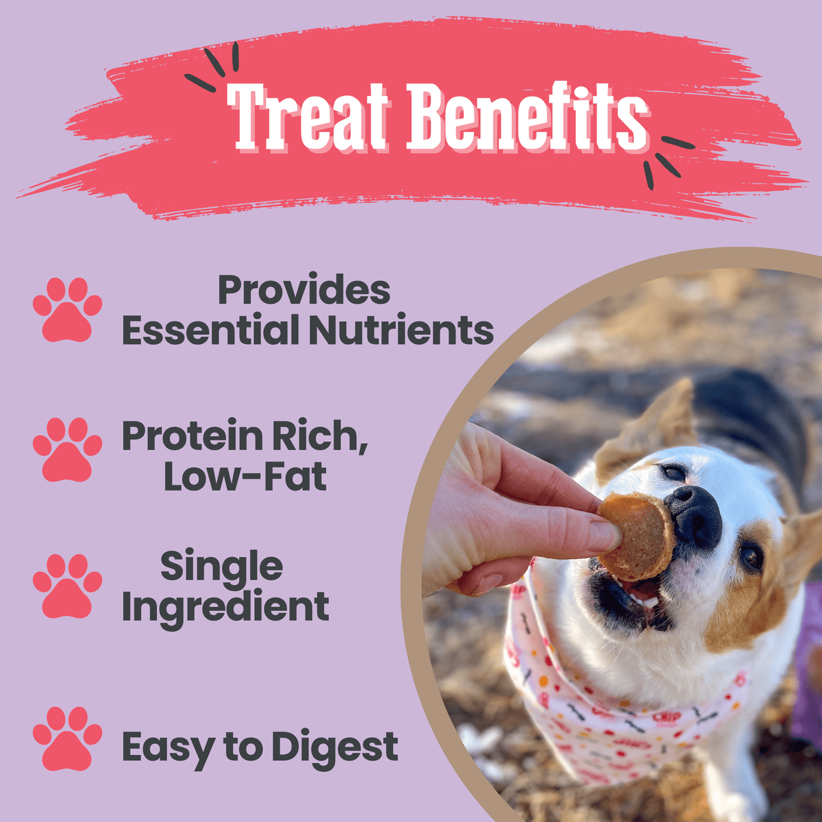 Dog Treats product image 6