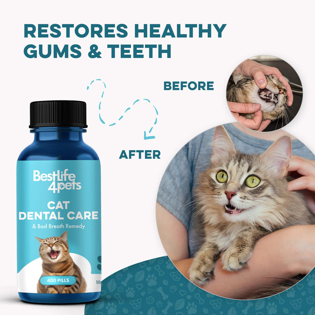 Cat Dental Care and Bad Breath Remedy - Natural Solution for Better Feline Oral Health BestLife4Pets