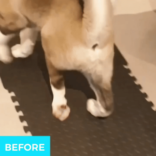 Dog Toe-Up Device product image 4