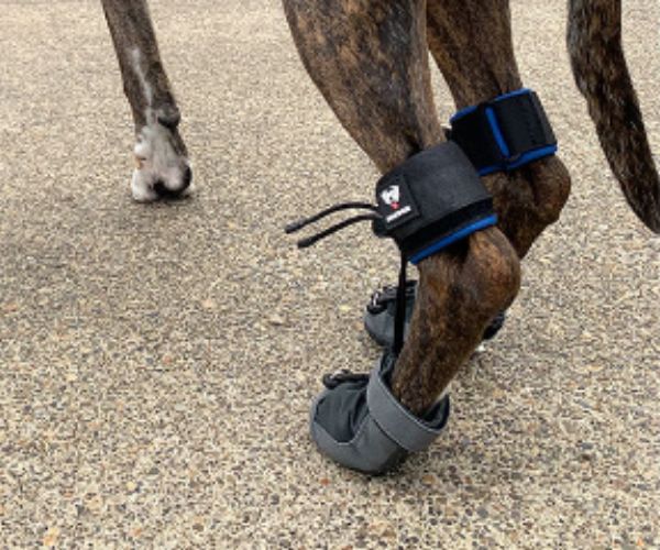 Dog Toe-Up Device product image 6