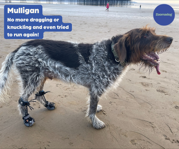 Dog Toe-Up Device product image 7