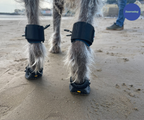 Dog Toe-Up Device product image 10