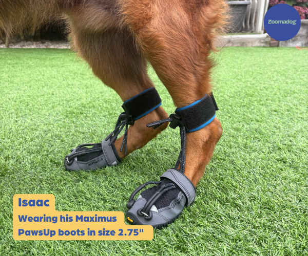 Dog Toe-Up Device product image 12