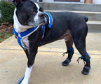 Dog Toe-Up Device product image 14