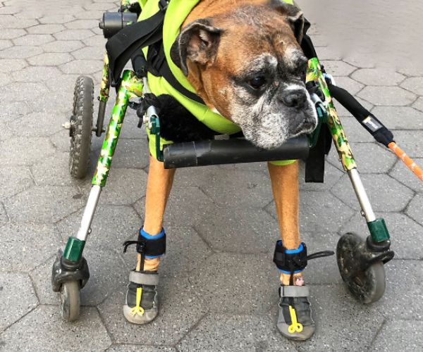 Dog Toe-Up Device product image 16