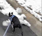 Dog Toe-Up Device product image 17