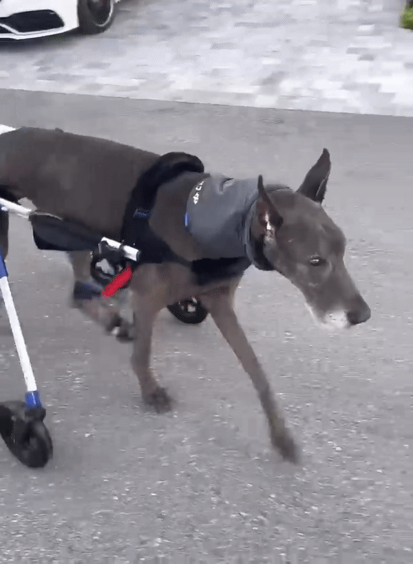 Dog Toe-Up Device product image 18