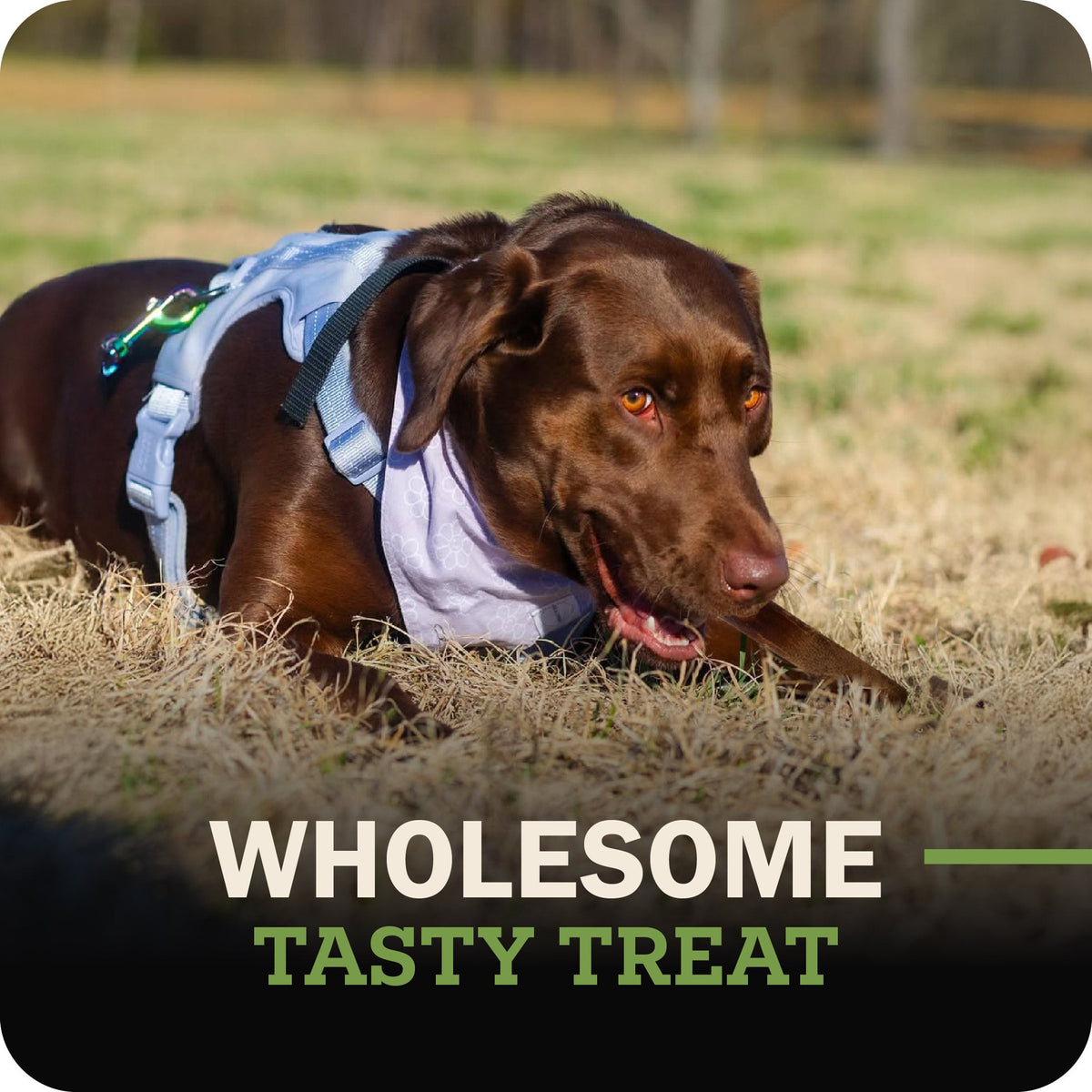 Dog Chew product image 3