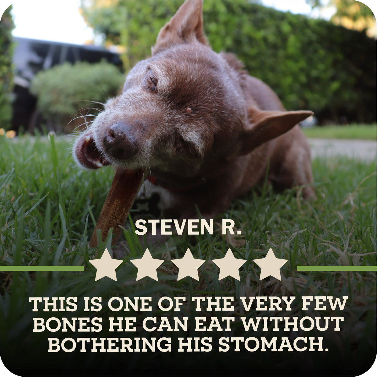 Dog Chew product image 4