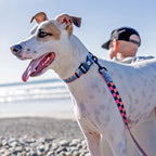 Dog Collar product image 7