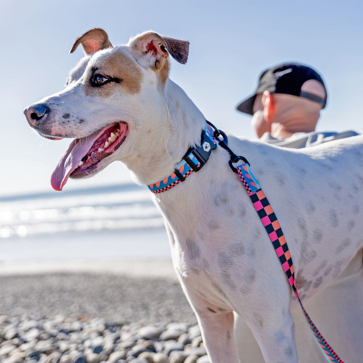 Dog Collar product image 7
