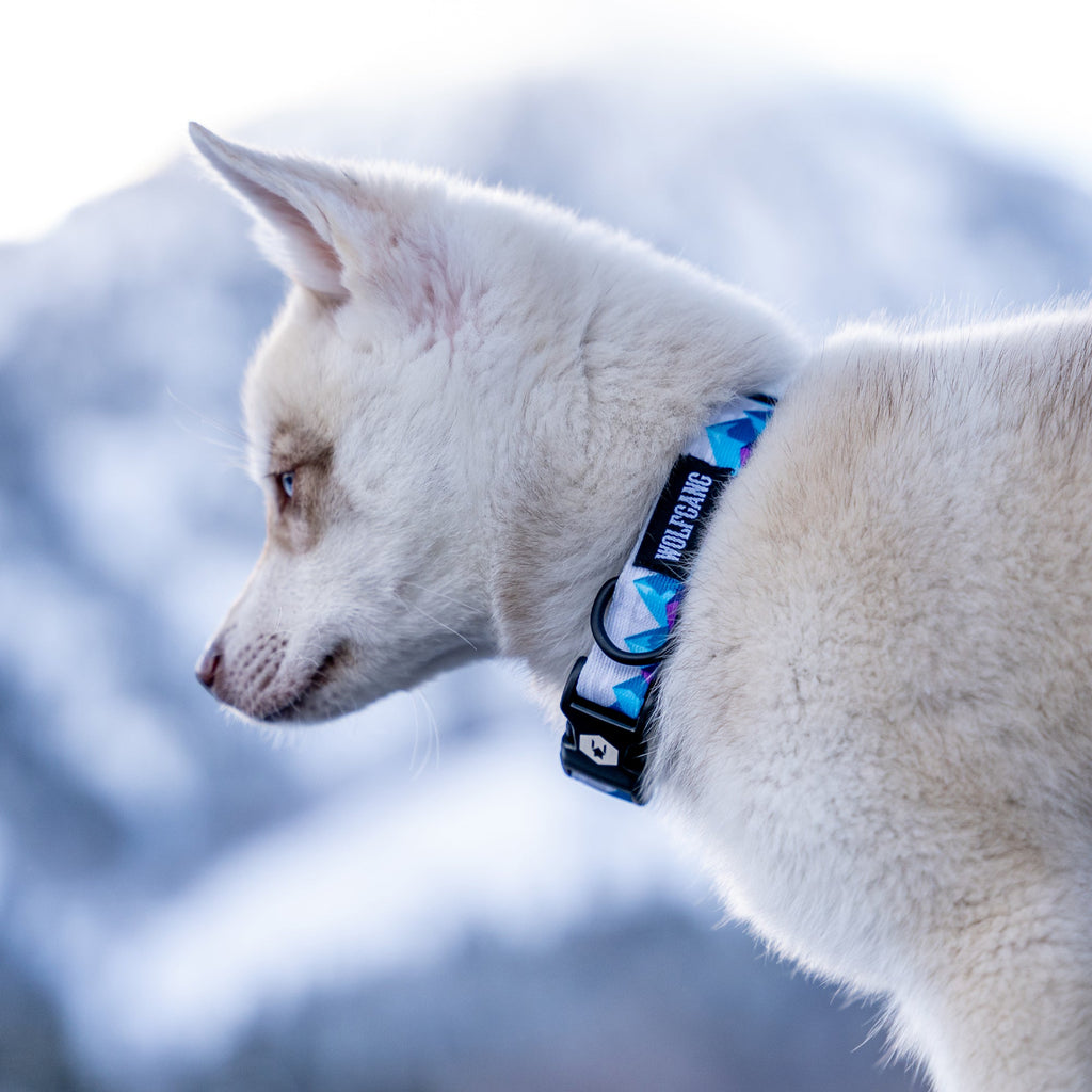 Dog Collar product image 2