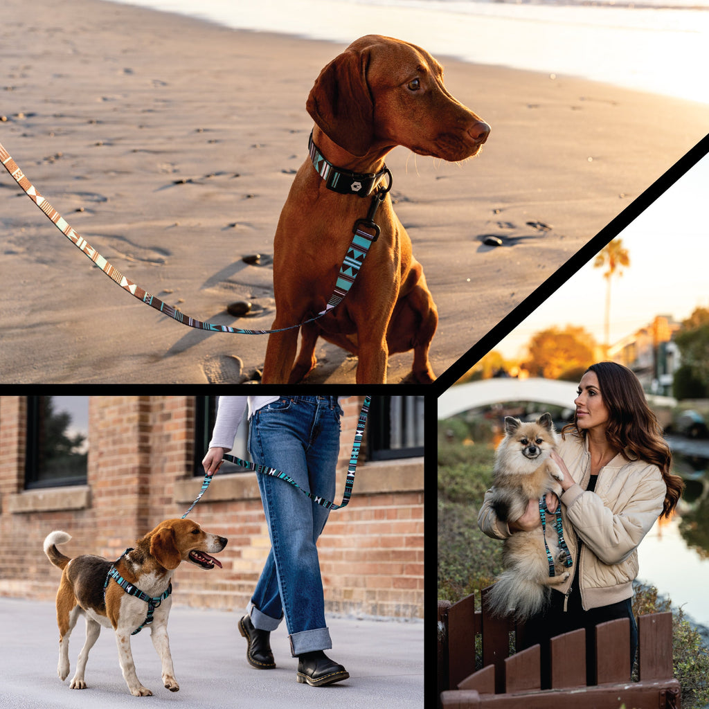 Dog Collar product image 6