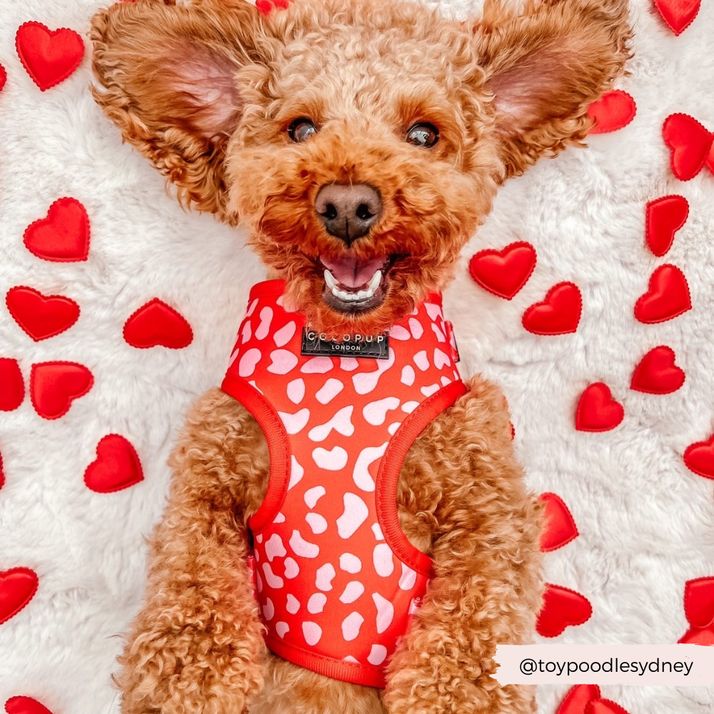 Dog Harnesses product image 5