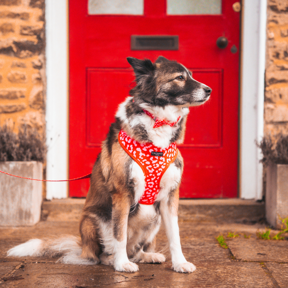Dog Harnesses product image 7