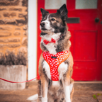 Dog Harnesses product image 11