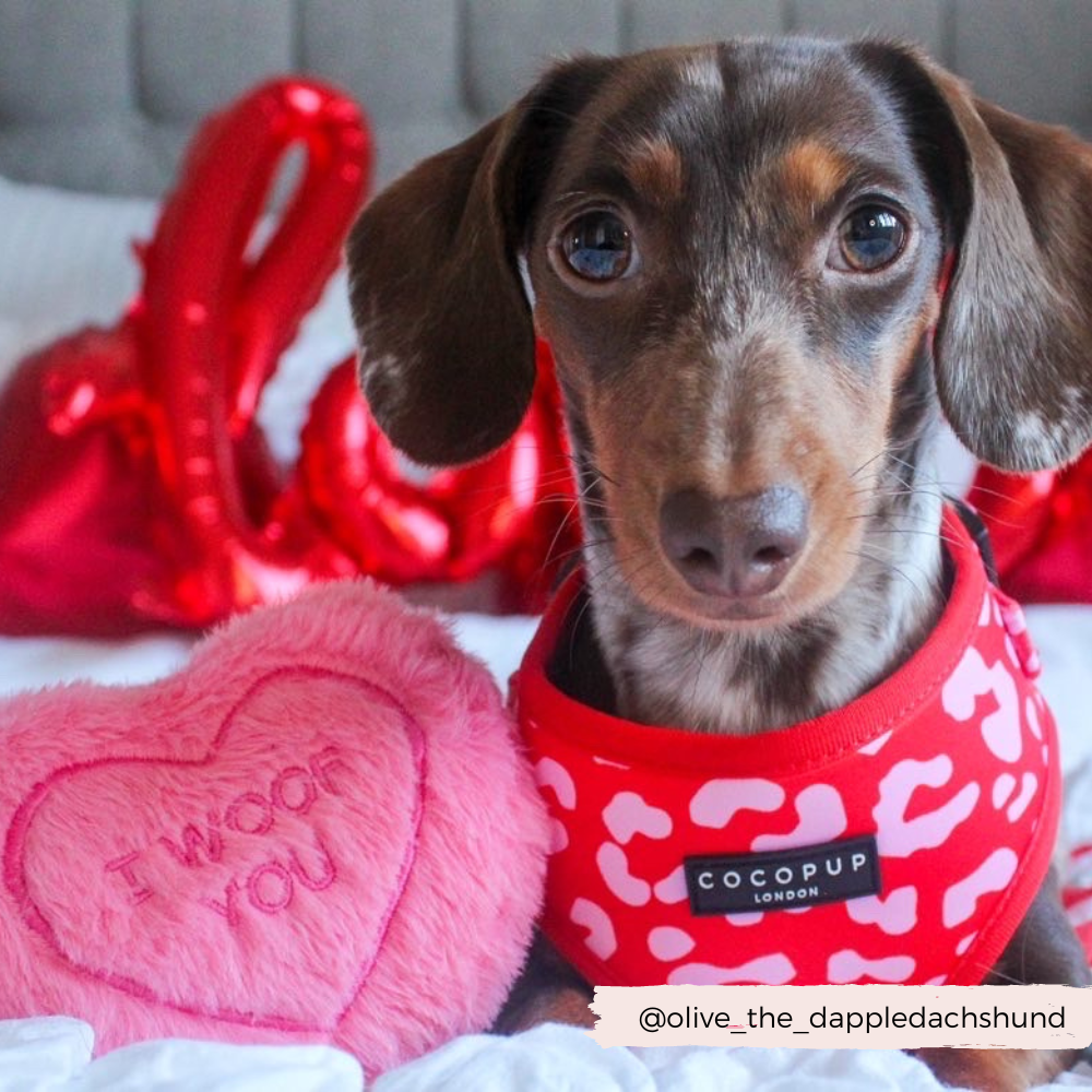 Dog Harnesses product image 12