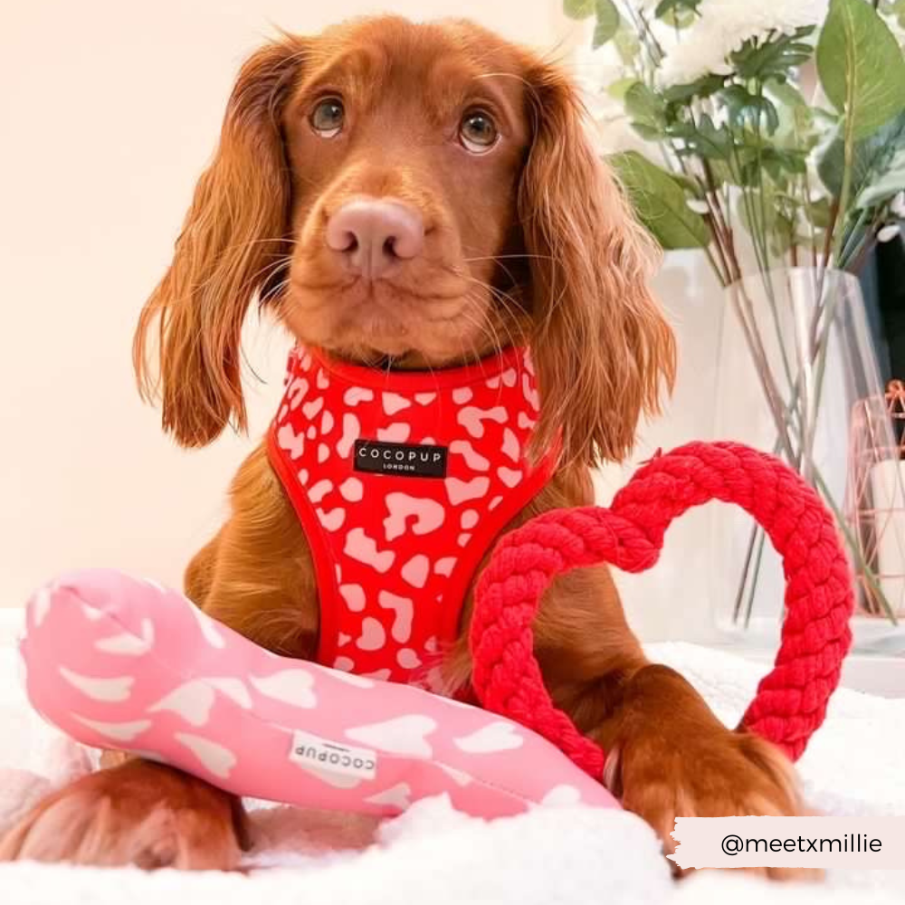 Dog Harnesses product image 13