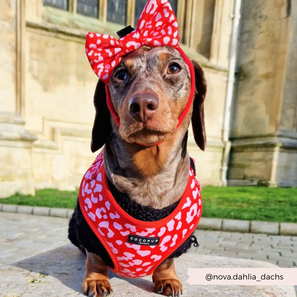 Dog Harnesses product image 15