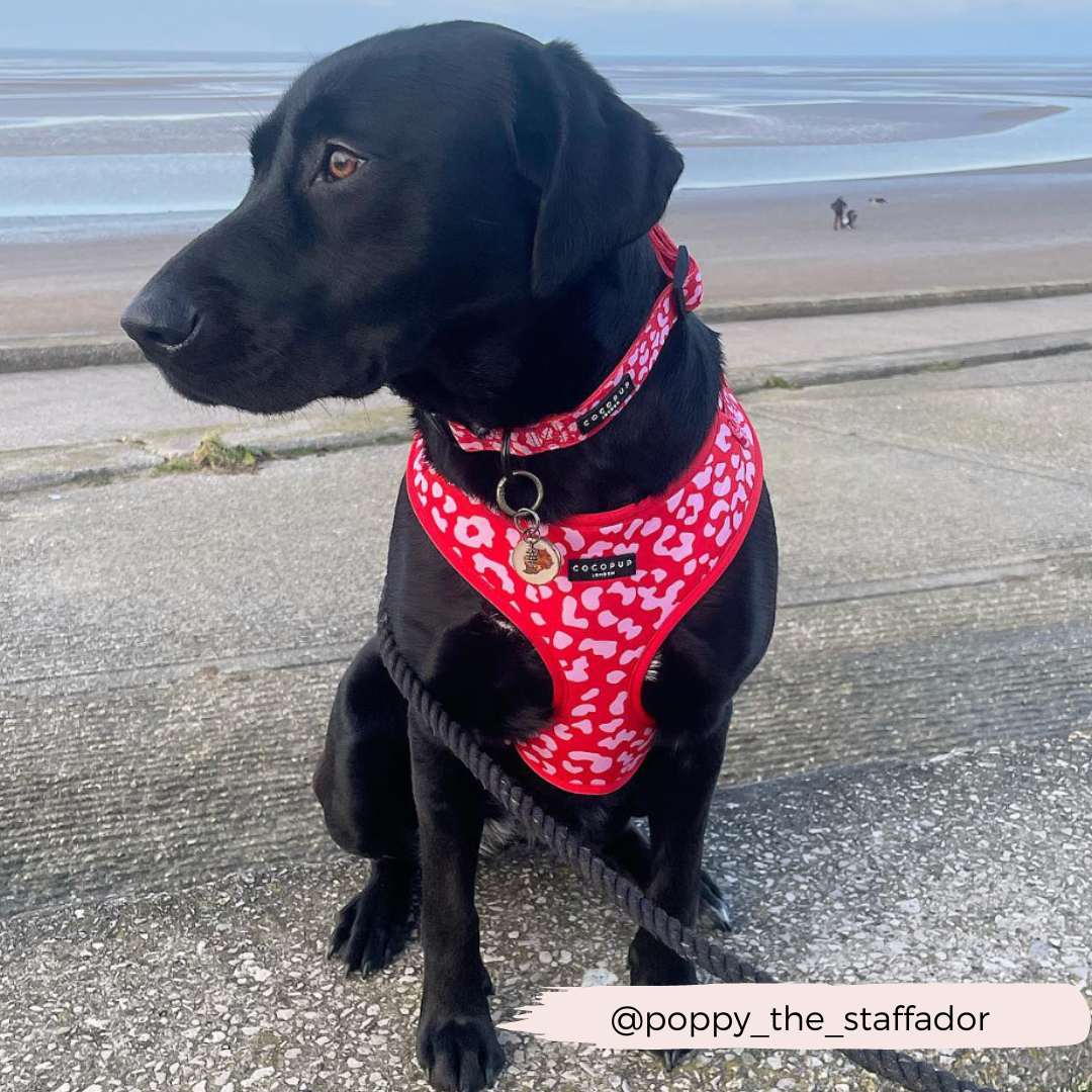 Dog Harnesses product image 16