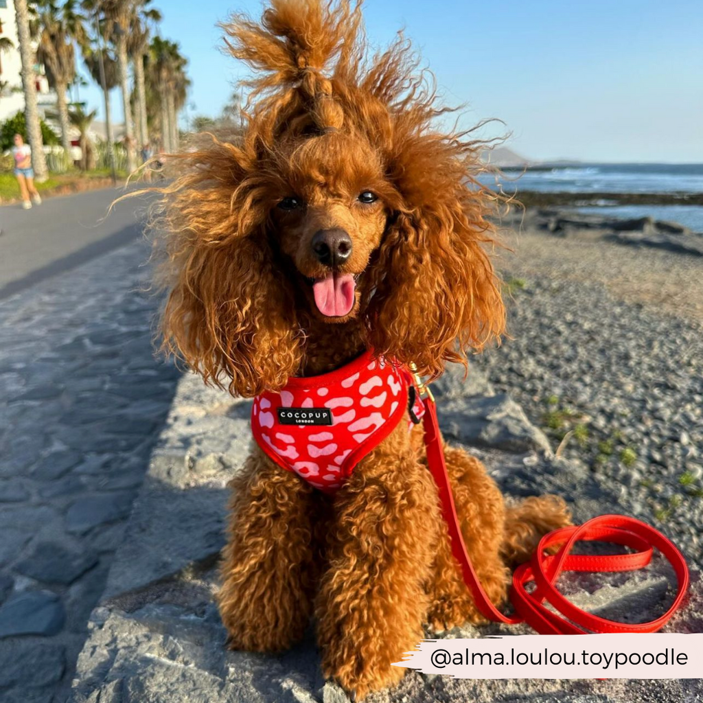 Dog Harnesses product image 19