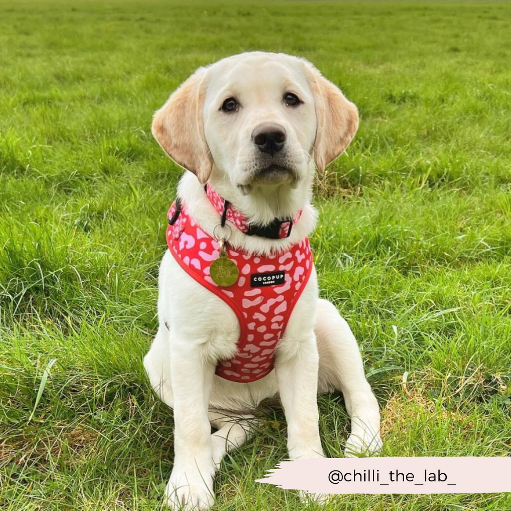 Dog Harnesses product image 20